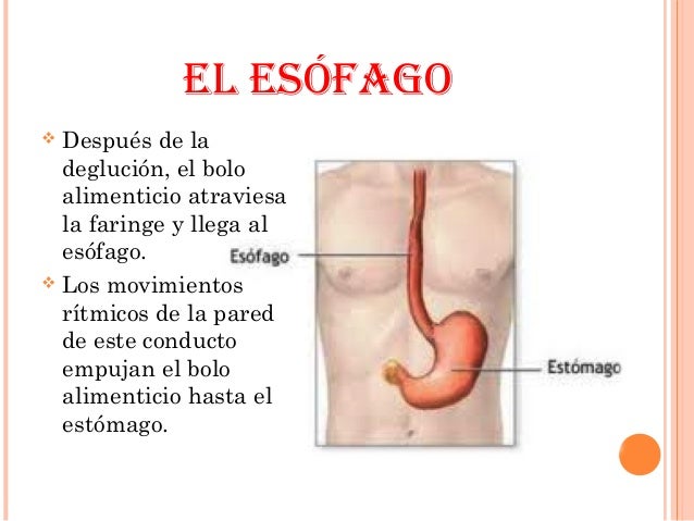 El masaje de la espalda a la osteocondrosis de pecho