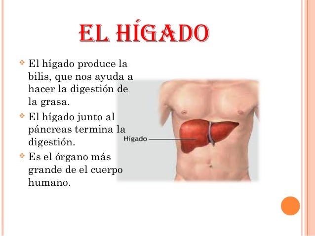 Duele en el campo del cuello la cabeza no volverlo que