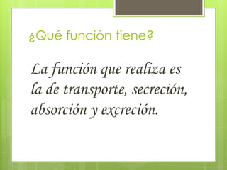 ¿Qué función tiene?

La función que realiza es
la de transporte, secreción,
absorción y excreción.

 