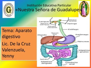 Institución Educativa Particular
Tema: Aparato
digestivo
Lic. De la Cruz
Valenzuela,
Yenny
«Nuestra Señora de Guadalupe»
 
