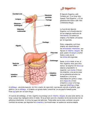 El Aparato Digestivo está
formado por: 1) un largo tubo
llamado Tubo Digestivo, y 2) las
glándulas asociadas a este tubo
o Glándulas Anejas.
La función del Aparato
Digestivo es la transformación
de las complejas moléculas de
losalimentos en sustancias
simples y fácilmente utilizables
por el organismo.
Estos compuestos nutritivos
simples son absorbidos por
las vellosidades intestinales, que
tapizan el intestino delgado. Así
pues, pasan a la sangre y nutren
todas y cada una de
las células del organismo
Desde la boca hasta el ano, el
tubo digestivo mide unos once
metros de longitud. En laboca ya
empieza propiamente la
digestión. Los dientes trituran
los alimentos y las secreciones
de las glándulas salivales los
humedecen e inician su
descomposición química. Luego,
en la deglución, el bolo
alimenticio cruza la faringe,
sigue por elesófago y llega
al estómago, una bolsa muscular de litro y medio de capacidad, cuya mucosa secreta el potente jugo
gástrico, en el estómago, el alimento es agitado hasta convertirse en una papilla llamada quimo.
Pulsa aquí para ver un buen dibujo.
A la salida del estómago, el tubo digestivo se prolonga con el intestino delgado, de unos siete metros de
largo, aunque muy replegado sobre sí mismo. En su primera porción o duodeno recibe secreciones de las
glándulas intestinales, la bilis y los jugos del páncreas. Todas estas secreciones contienen una gran
cantidad de enzimas que degradan los alimentos y los transforman en sustancias solubles simples.
 