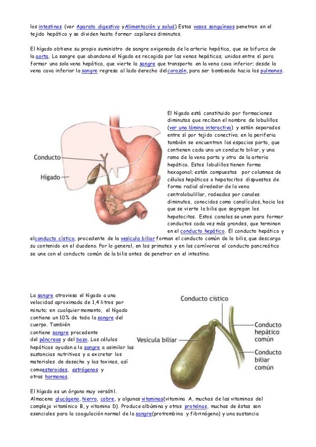 El aparato digestivo