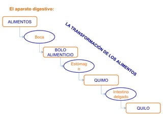 El aparato digestivo: ALIMENTOS BOLO ALIMENTICIO Boca Estómago QUIMO Intestino delgado QUILO LA TRANSFORMACIÓN DE LOS ALIMENTOS 