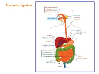 El aparato digestivo: 