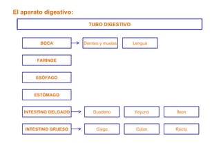 El aparato digestivo: TUBO DIGESTIVO BOCA FARINGE ESÓFAGO ESTÓMAGO INTESTINO DELGADO INTESTINO GRUESO Dientes y muelas Lengua Duodeno Yeyuno Íleon Ciego Colon Recto 