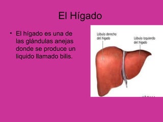 El Hígado  El hígado es una de las glándulas anejas donde se produce un liquido llamado bilis. 
