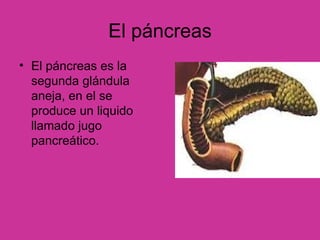 El páncreas El páncreas es la segunda glándula aneja, en el se produce un liquido llamado jugo pancreático. 