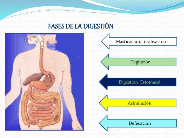 El aparato digestivo clase 5