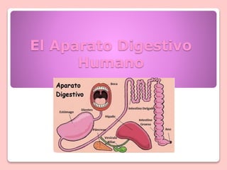 El Aparato Digestivo
Humano
 