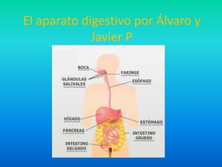 El aparato digestivo por Álvaro y 
Javier P 
 