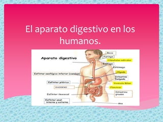 El aparato digestivo en los 
humanos. 
 