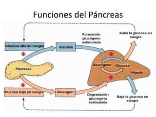 Funciones del Páncreas
 