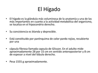El Hígado
• El hígado es la glándula más voluminosa de la anatomía y una de las
más importantes en cuanto a la actividad metabólica del organismo,
se localiza en el hipocondrio derecho.
• Su consistencia es blanda y depresible.
• Está constituido por parénquima de color pardo rojizo, recubierto
por una
• cápsula fibrosa llamada capsula de Glisson. En el adulto mide
aproximadamente 28 por 15 cm en sentido anteroposterior y 8 cm
de espesor a nivel del lóbulo derecho.
• Pesa 1555 g aproximadamente.
 