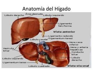 Anatomía del Hígado
 