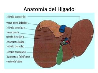 Anatomía del Hígado
 