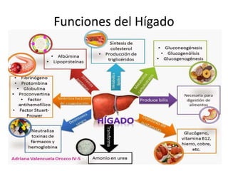 Funciones del Hígado
 