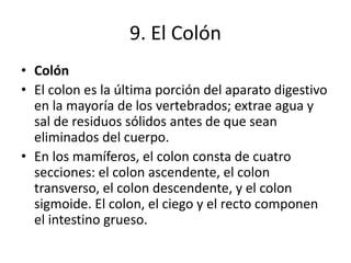9. El Colón
• Colón
• El colon es la última porción del aparato digestivo
en la mayoría de los vertebrados; extrae agua y
sal de residuos sólidos antes de que sean
eliminados del cuerpo.
• En los mamíferos, el colon consta de cuatro
secciones: el colon ascendente, el colon
transverso, el colon descendente, y el colon
sigmoide. El colon, el ciego y el recto componen
el intestino grueso.
 
