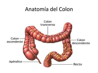 Anatomía del Colon
 