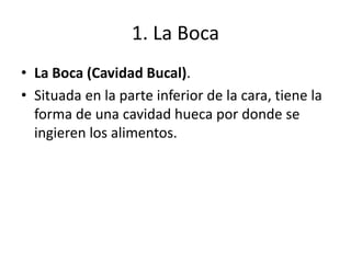 1. La Boca
• La Boca (Cavidad Bucal).
• Situada en la parte inferior de la cara, tiene la
forma de una cavidad hueca por donde se
ingieren los alimentos.
 