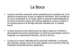 La Boca
• La boca, también conocida como cavidad bucal o cavidad oral, es la
abertura corporal por la que se ingieren alimentos. Está ubicada en
la cara y constituye en su mayor parte el aparato estomatognático,
así como la primera parte del sistema digestivo. La boca se abre a
un espacio previo a la faringe llamado cavidad oral, o cavidad
bucal..
• La boca humana está cubierta por los labios superior e inferior y
desempeña funciones importantes en diversas actividades como el
lenguaje y en expresiones faciales, como la sonrisa.
• La boca es un gran indicador de la salud del individuo. La mucosa,
por ejemplo, puede verse más clara, pálida o con manchas blancas,
indicador de proliferaciones epiteliales.
 