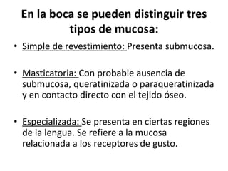 En la boca se pueden distinguir tres
tipos de mucosa:
• Simple de revestimiento: Presenta submucosa.
• Masticatoria: Con probable ausencia de
submucosa, queratinizada o paraqueratinizada
y en contacto directo con el tejido óseo.
• Especializada: Se presenta en ciertas regiones
de la lengua. Se refiere a la mucosa
relacionada a los receptores de gusto.
 