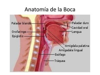 Anatomía de la Boca
 
