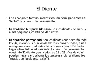 El Diente
• En su conjunto forman la dentición temporal (o dientes de
"leche") y la dentición permanente.
• La dentición temporal (decidua) son los dientes del bebé y
niños pequeños, consta de 20 dientes.
• La dentición permanente son los dientes que servirán toda
la vida, inician su erupción desde los 6 años de edad, e irán
reemplazando a los dientes de la primera dentición hasta
llegar a la edad de adolescente. La dentición permanente
consta de 32 dientes, en la edad de 16 a 25 años de edad
pueden llegar a erupcionar los terceros molares (llamados
"muelas del juicio o cordales").
 