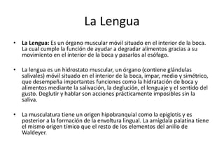 La Lengua
• La Lengua: Es un órgano muscular móvil situado en el interior de la boca.
La cual cumple la función de ayudar a degradar alimentos gracias a su
movimiento en el interior de la boca y pasarlos al esófago.
• La lengua es un hidrostato muscular, un órgano (contiene glándulas
salivales) móvil situado en el interior de la boca, impar, medio y simétrico,
que desempeña importantes funciones como la hidratación de boca y
alimentos mediante la salivación, la deglución, el lenguaje y el sentido del
gusto. Deglutir y hablar son acciones prácticamente imposibles sin la
saliva.
• La musculatura tiene un origen hipobranquial como la epiglotis y es
posterior a la formación de la envoltura lingual. La amígdala palatina tiene
el mismo origen tímico que el resto de los elementos del anillo de
Waldeyer.
 