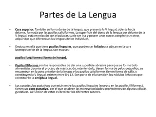 Partes de La Lengua
• Cara superior: También se llama dorso de la lengua, que presenta la V lingual, abierta hacia
delante, formada por las papilas caliciformes. La superficie del dorso de la lengua por delante de la
V lingual, está en relación con el paladar, suele ser lisa y poseer unos surcos congénitos y otros
adquiridos que diferencian las lenguas de los individuos.
• Destaca en ella que tiene papilas linguales, que pueden ser foliadas se ubican en la cara
lateroposterior de la lengua, son escasas;
papilas fungiformes (forma de hongo).
• Papilas filiformes son las responsables de dar una superficie abrasiva para que se forme bolo
alimenticio durante el proceso de masticación, reteniéndolo, tienen forma de pelos pequeños, se
encuentran en la zona anterior de la lengua y las papilas caliciformes tienen forma de cáliz, y
constituyen la V lingual, existen entre 8 y 12. Son parte de ella también los nódulos linfáticos que
constituirán la amígdala lingual.
• Los corpúsculos gustativos que están entre las papilas linguales (excepto en las papilas filiformes),
tienen un poro gustativo, por el que se abren las microvellosidades provenientes de algunas células
gustativas. La función de estos es detectar los diferentes sabores.
 