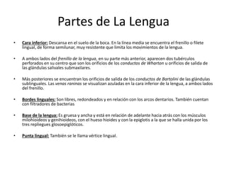 Partes de La Lengua
• Cara inferior: Descansa en el suelo de la boca. En la línea media se encuentra el frenillo o filete
lingual, de forma semilunar, muy resistente que limita los movimientos de la lengua.
• A ambos lados del frenillo de la lengua, en su parte más anterior, aparecen dos tubérculos
perforados en su centro que son los orificios de los conductos de Wharton u orificios de salida de
las glándulas salivales submaxilares.
• Más posteriores se encuentran los orificios de salida de los conductos de Bartolini de las glándulas
sublinguales. Las venas raninas se visualizan azuladas en la cara inferior de la lengua, a ambos lados
del frenillo.
• Bordes linguales: Son libres, redondeados y en relación con los arcos dentarios. También cuentan
con filtradores de bacterias
• Base de la lengua: Es gruesa y ancha y está en relación de adelante hacia atrás con los músculos
milohioideos y genihioideos, con el hueso hioides y con la epiglotis a la que se halla unida por los
tres repliegues glosoepiglóticos.
• Punta lingual: También se le llama vértice lingual.
 