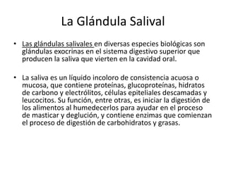 La Glándula Salival
• Las glándulas salivales en diversas especies biológicas son
glándulas exocrinas en el sistema digestivo superior que
producen la saliva que vierten en la cavidad oral.
• La saliva es un líquido incoloro de consistencia acuosa o
mucosa, que contiene proteínas, glucoproteínas, hidratos
de carbono y electrólitos, células epiteliales descamadas y
leucocitos. Su función, entre otras, es iniciar la digestión de
los alimentos al humedecerlos para ayudar en el proceso
de masticar y deglución, y contiene enzimas que comienzan
el proceso de digestión de carbohidratos y grasas.
 