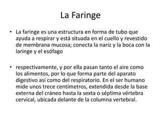 La Faringe
• La faringe es una estructura en forma de tubo que
ayuda a respirar y está situada en el cuello y revestido
de membrana mucosa; conecta la nariz y la boca con la
laringe y el esófago
• respectivamente, y por ella pasan tanto el aire como
los alimentos, por lo que forma parte del aparato
digestivo así como del respiratorio. En el ser humano
mide unos trece centímetros, extendida desde la base
externa del cráneo hasta la sexta o séptima vértebra
cervical, ubicada delante de la columna vertebral.
 