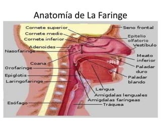 Anatomía de La Faringe
 