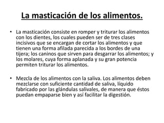 La masticación de los alimentos.
• La masticación consiste en romper y triturar los alimentos
con los dientes, los cuales pueden ser de tres clases
incisivos que se encargan de cortar los alimentos y que
tienen una forma afilada parecida a los bordes de una
tijera; los caninos que sirven para desgarrar los alimentos; y
los molares, cuya forma aplanada y su gran potencia
permiten triturar los alimentos.
• Mezcla de los alimentos con la saliva. Los alimentos deben
mezclarse con suficiente cantidad de saliva, líquido
fabricado por las glándulas salivales, de manera que éstos
puedan empaparse bien y así facilitar la digestión.
 