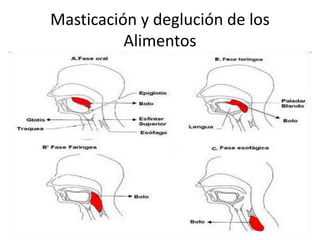 Masticación y deglución de los
Alimentos
 