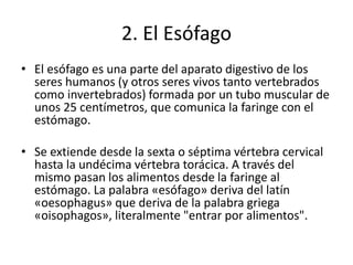 2. El Esófago
• El esófago es una parte del aparato digestivo de los
seres humanos (y otros seres vivos tanto vertebrados
como invertebrados) formada por un tubo muscular de
unos 25 centímetros, que comunica la faringe con el
estómago.
• Se extiende desde la sexta o séptima vértebra cervical
hasta la undécima vértebra torácica. A través del
mismo pasan los alimentos desde la faringe al
estómago. La palabra «esófago» deriva del latín
«oesophagus» que deriva de la palabra griega
«oisophagos», literalmente "entrar por alimentos".
 