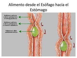 Alimento desde el Esófago hacia el
Estómago
 