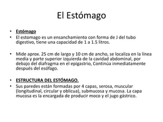El Estómago
• Estómago
• El estomago es un ensanchamiento con forma de J del tubo
digestivo, tiene una capacidad de 1 a 1.5 litros.
• Mide aprox. 25 cm de largo y 10 cm de ancho, se localiza en la línea
media y parte superior izquierda de la cavidad abdominal, por
debajo del diafragma en el epigastrio, Continúa inmediatamente
después del esófago.
• ESTRUCTURA DEL ESTÓMAGO.
• Sus paredes están formadas por 4 capas, serosa, muscular
(longitudinal, circular y oblicua), submucosa y mucosa. La capa
mucosa es la encargada de producir moco y el jugo gástrico.
 