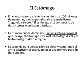El Estómago
• En el estómago se encuentran en torno a 100 millones
de neuronas, motivo por el cual se le suele llamar
″segundo cerebro.″ El estómago está compuesto de
dos sistemas o unidades gástricas.
• La primera puede dominarse unidad gástrica proximal,
que incluye el estómago proximal, el esófago distal y el
hiato esofágico del diafragma.
• La segunda es la unidad gástrica distal y comprende el
antro gástrico y el píloro, aunados a la primera porción
del duodeno.
 
