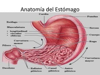 Anatomía del Estómago
 