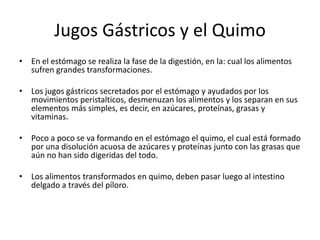 Jugos Gástricos y el Quimo
• En el estómago se realiza la fase de la digestión, en la: cual los alimentos
sufren grandes transformaciones.
• Los jugos gástricos secretados por el estómago y ayudados por los
movimientos peristalticos, desmenuzan los alimentos y los separan en sus
elementos más simples, es decir, en azúcares, proteínas, grasas y
vitaminas.
• Poco a poco se va formando en el estómago el quimo, el cual está formado
por una disolución acuosa de azúcares y proteínas junto con las grasas que
aún no han sido digeridas del todo.
• Los alimentos transformados en quimo, deben pasar luego al intestino
delgado a través del píloro.
 