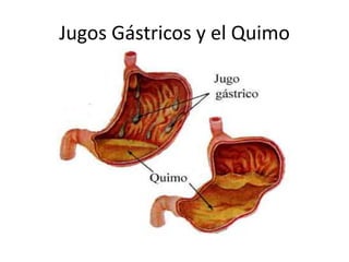 Jugos Gástricos y el Quimo
 