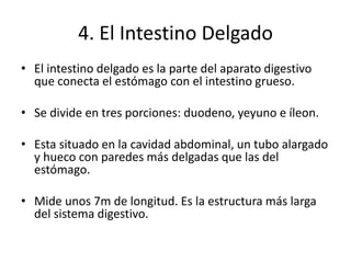 4. El Intestino Delgado
• El intestino delgado es la parte del aparato digestivo
que conecta el estómago con el intestino grueso.
• Se divide en tres porciones: duodeno, yeyuno e íleon.
• Esta situado en la cavidad abdominal, un tubo alargado
y hueco con paredes más delgadas que las del
estómago.
• Mide unos 7m de longitud. Es la estructura más larga
del sistema digestivo.
 