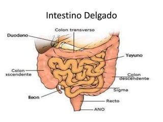 Intestino Delgado
 