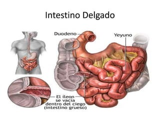 Intestino Delgado
 