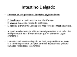 Intestino Delgado
• Se divide en tres porciones: duodeno, yeyuno e íleon:
• El duodeno es la parte más cercana al estómago.
• El yeyuno, la porción media del estómago.
• El íleon es el tramofinal, el que está más cerca del intestino grueso.
• Al igual que el estómago, el intestino delgado tiene unos músculos
muy potentes que al moverse hacen que los alimentos vayan
avanzando.
• La mucosa del intestino delgado, es decir, su pared interior, no es
lisa, sino que presenta: una gran cantidad de pequeños "pelitos"
llamados vellosidades intestinales
 