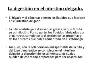 La digestión en el intestino delgado.
• El hígado y el páncreas vierten los líquidos que fabrican
en el intestino delgado.
• La bilis contribuye a disolver las grasas, lo que facilita
su asimilación. Por su parte, los líquidos fabricados por
el páncreas completan la digestión de las proteínas y
de los azúcares que había comenzado en el estómago.
• Así pues, con la colaboración indispensable de la bilis y
del jugo pancreático se completa en el intestino
delgado la digestión de los alimentos, los cuales
quedan de ese modo preparados para ser absorbidos.
 