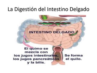 La Digestión del Intestino Delgado
 