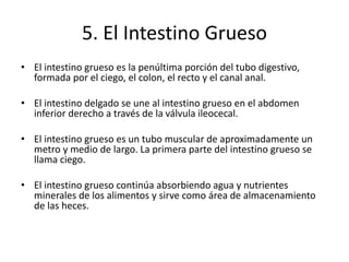 5. El Intestino Grueso
• El intestino grueso es la penúltima porción del tubo digestivo,
formada por el ciego, el colon, el recto y el canal anal.
• El intestino delgado se une al intestino grueso en el abdomen
inferior derecho a través de la válvula ileocecal.
• El intestino grueso es un tubo muscular de aproximadamente un
metro y medio de largo. La primera parte del intestino grueso se
llama ciego.
• El intestino grueso continúa absorbiendo agua y nutrientes
minerales de los alimentos y sirve como área de almacenamiento
de las heces.
 