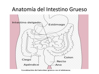 Anatomía del Intestino Grueso
 